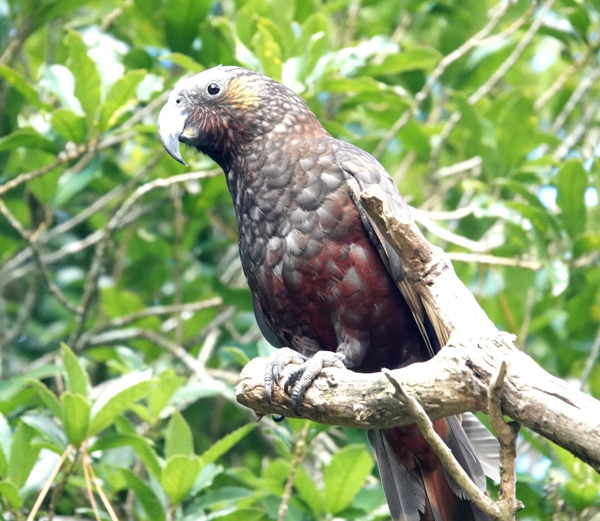 New Zealand Kaka - Peter Woodall