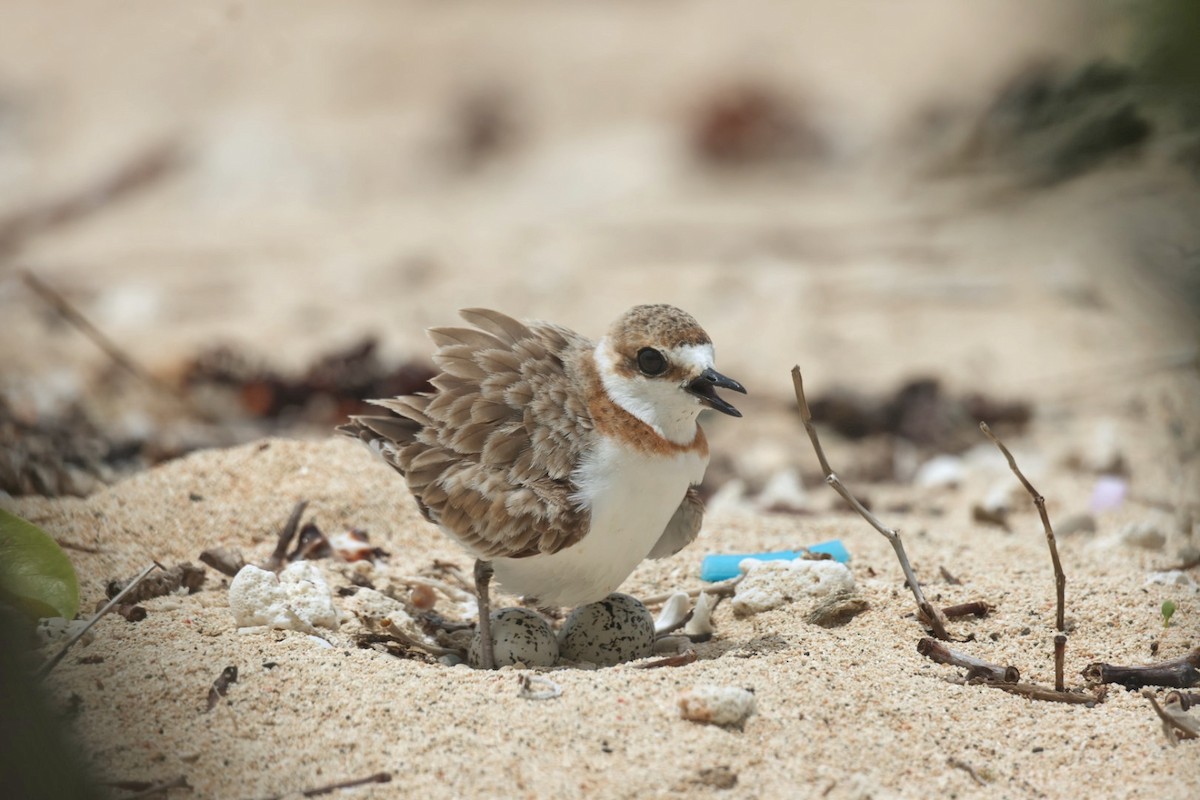 Malaysian Plover - ML618251174