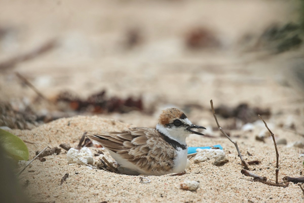 Malaysian Plover - Roneil Canillas