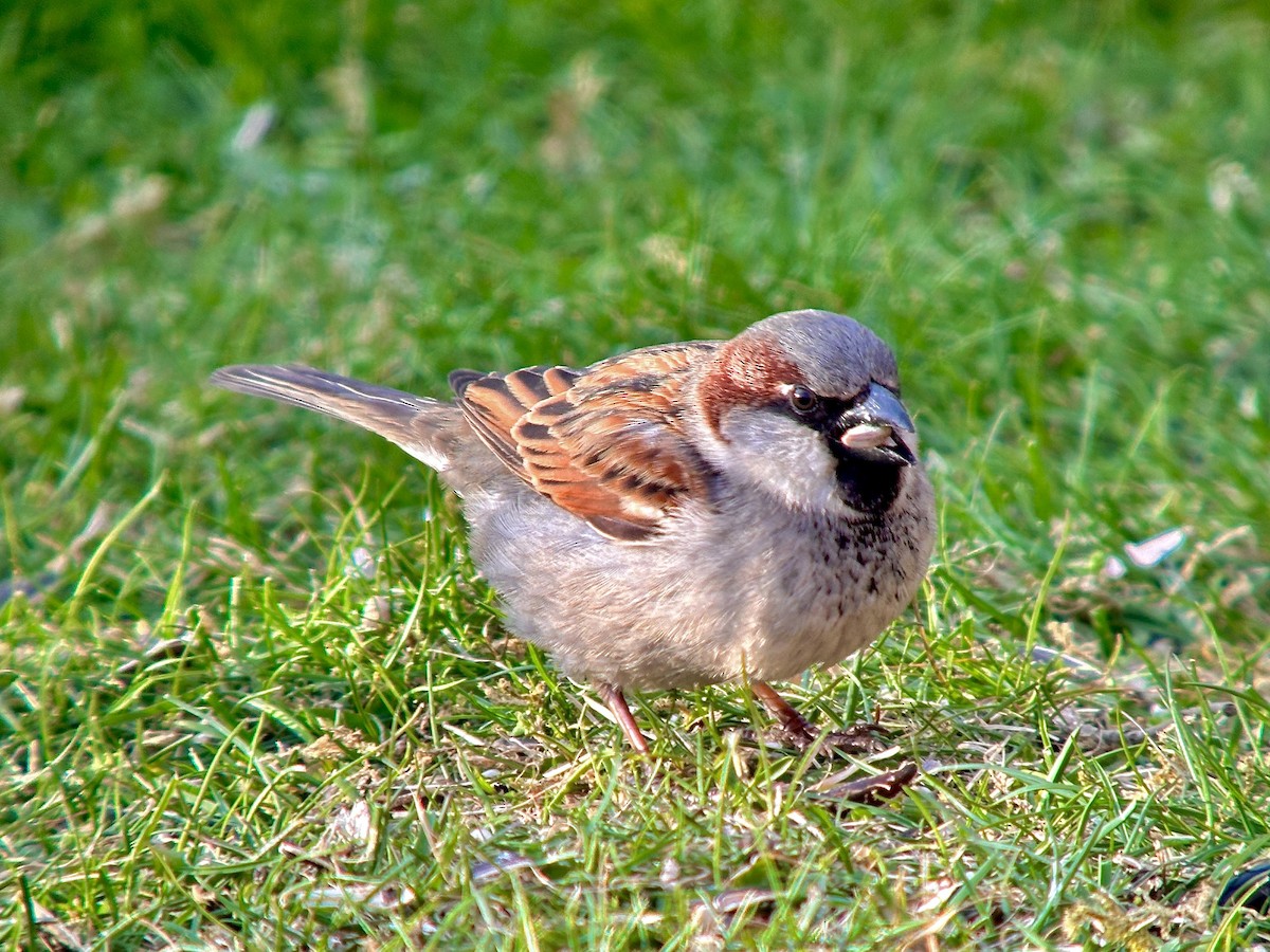 House Sparrow - Detlef Buettner