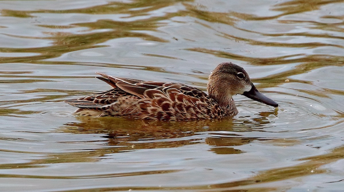 Blue-winged Teal - Mark  Ludwick