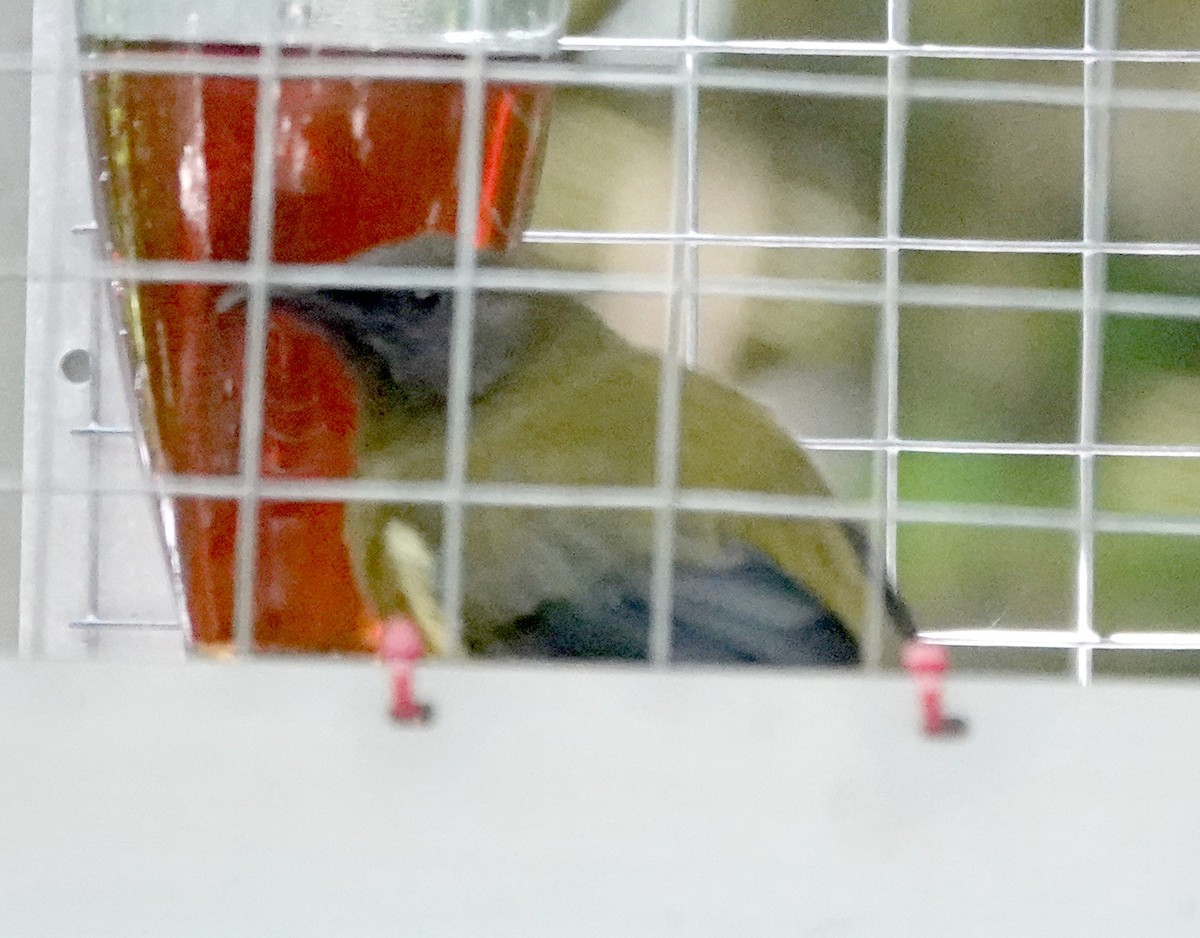 New Zealand Bellbird - Peter Woodall