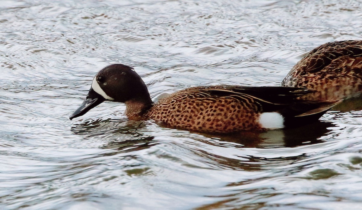 Blue-winged Teal - Mark  Ludwick