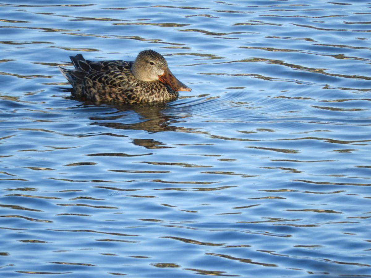 Northern Shoveler - Chris Ryan