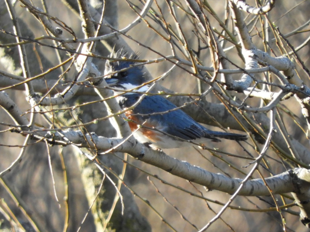 Belted Kingfisher - Chris Ryan