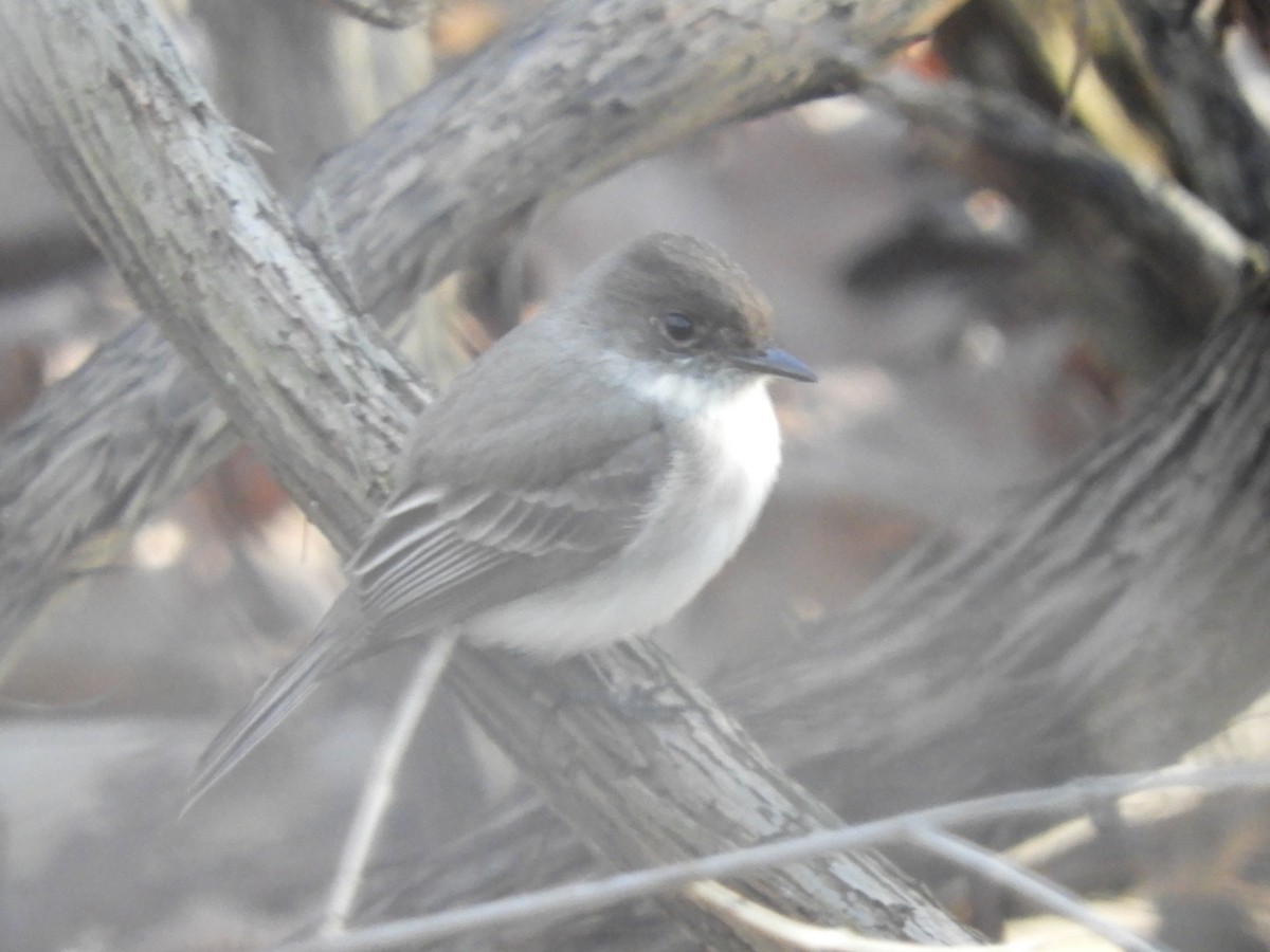 Eastern Phoebe - Chris Ryan