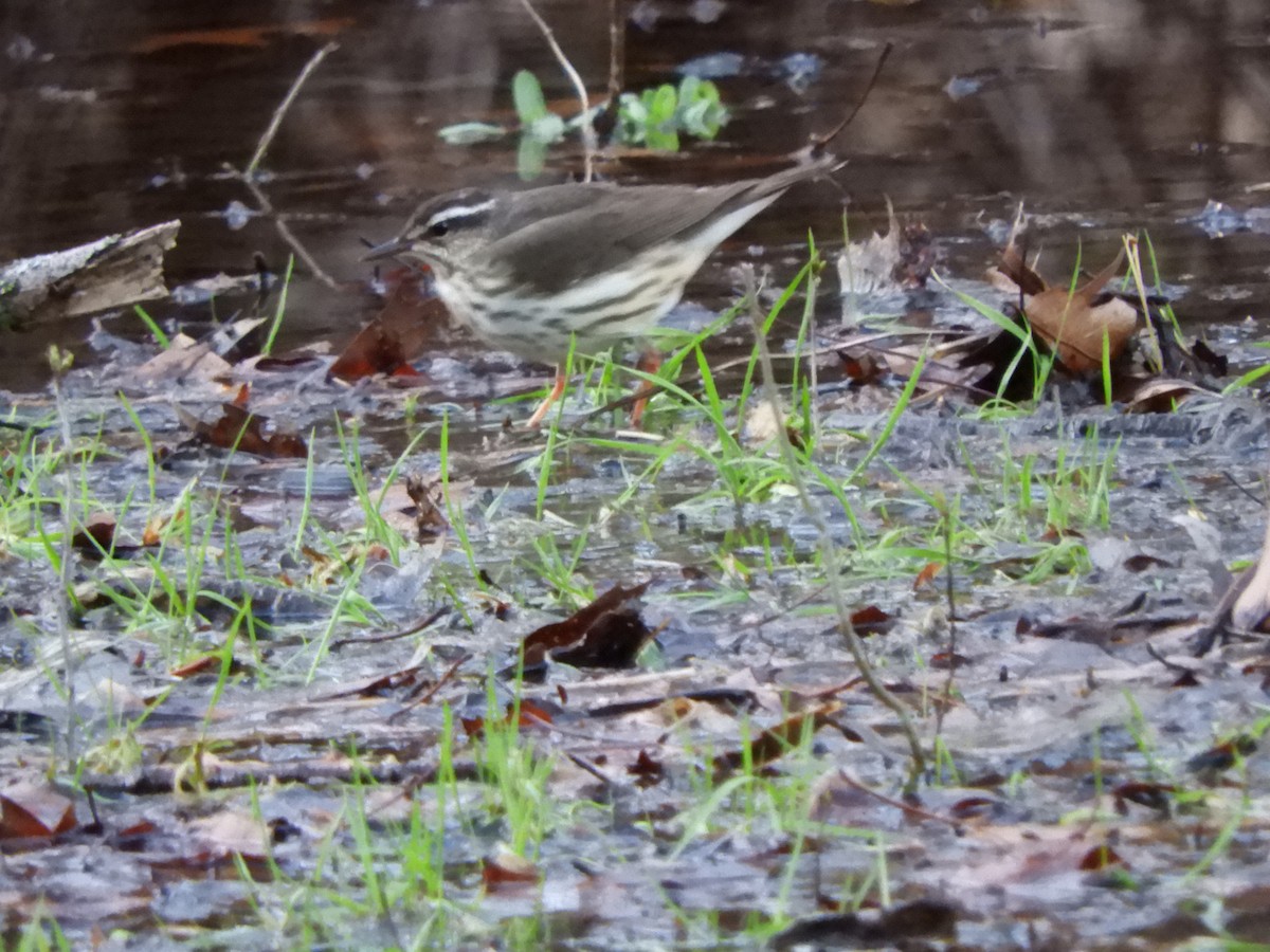 Louisiana Waterthrush - Chris Ryan