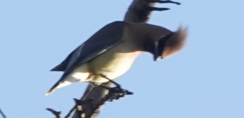 Cedar Waxwing - Brad Rumble