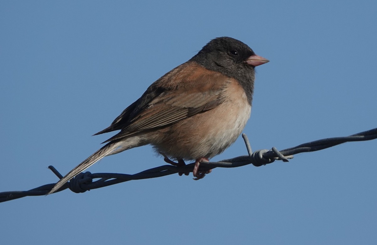 Junco Ojioscuro (grupo oreganus) - ML618251265