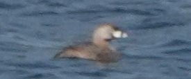 Pied-billed Grebe - Brad Rumble