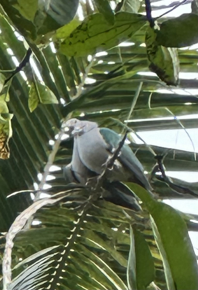 Green Imperial-Pigeon - Sivakumar R