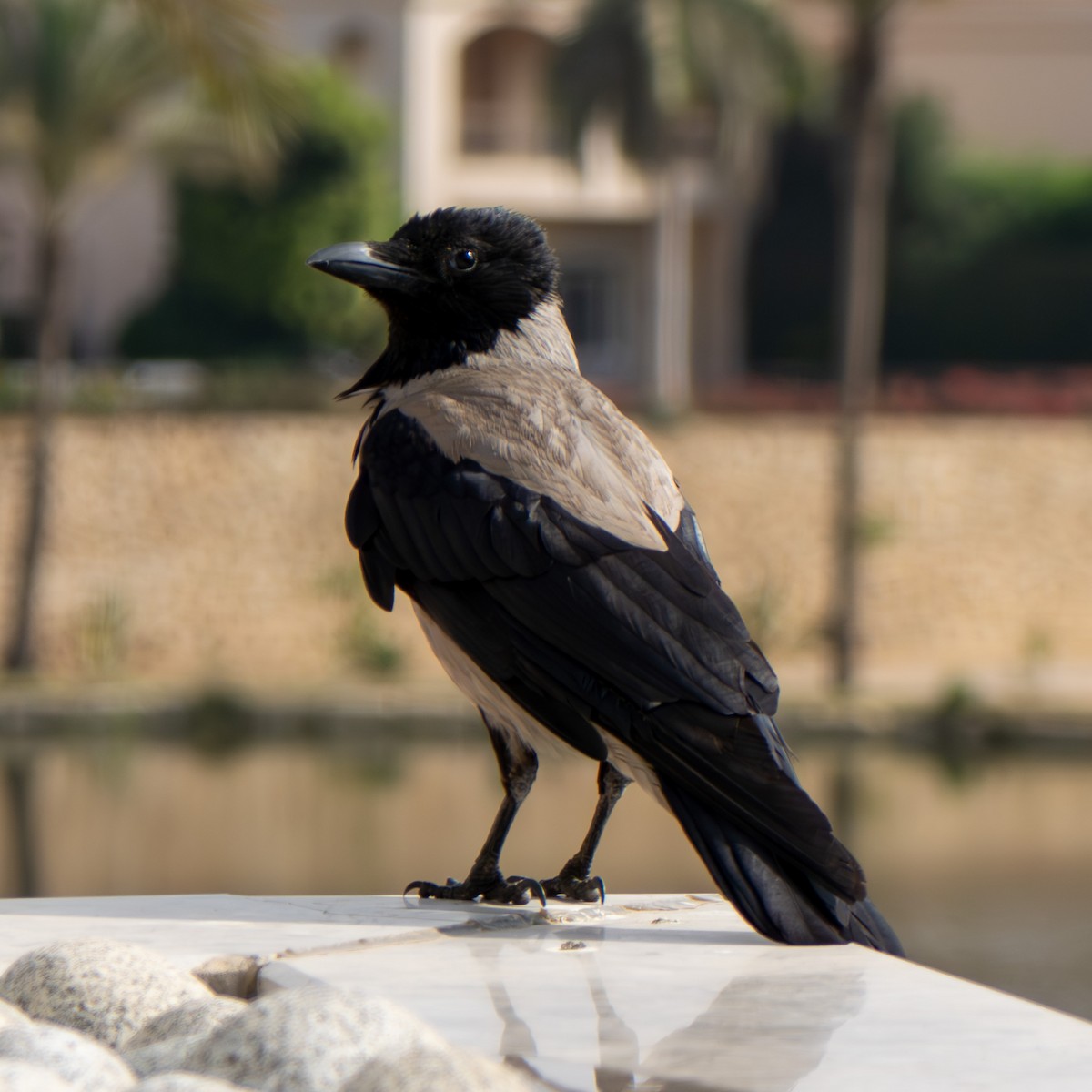 Hooded Crow - ML618251277