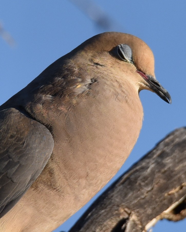 Mourning Dove - Lynn Kohler