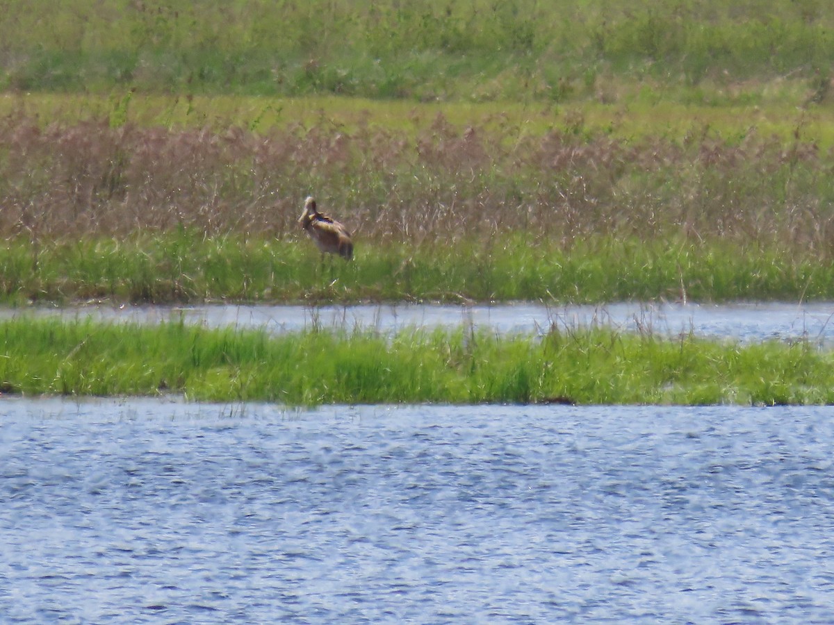 Sandhill Crane - ML618251299