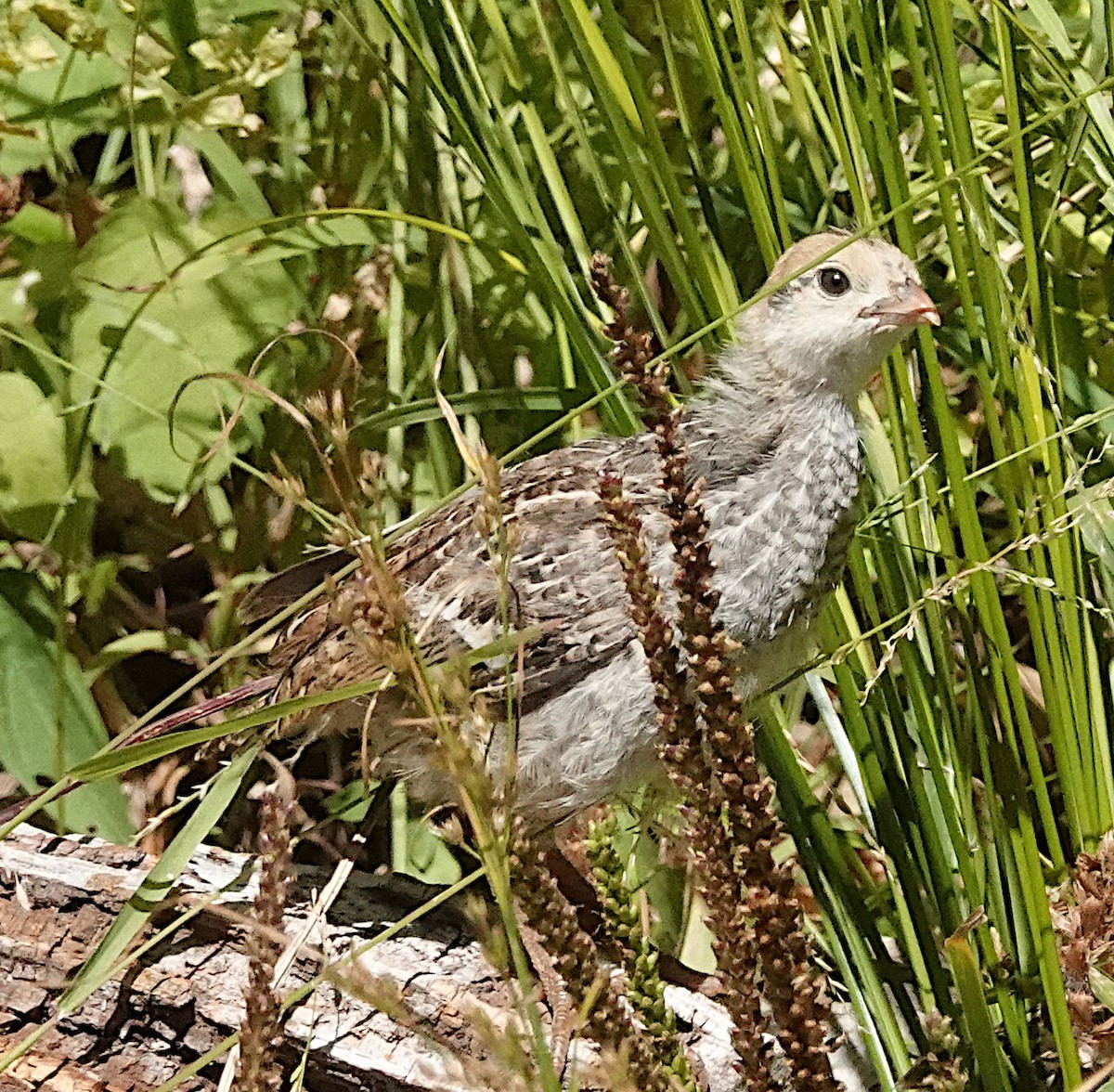 California Quail - Peter Woodall