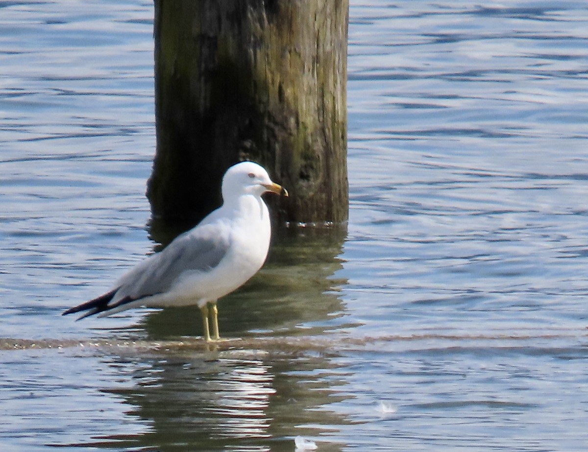 Ring-billed Gull - ML618251346