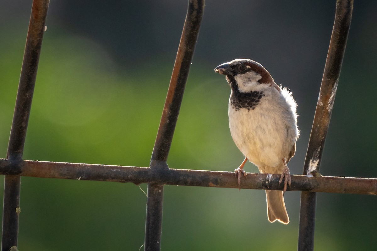 House Sparrow - Cyril Duran