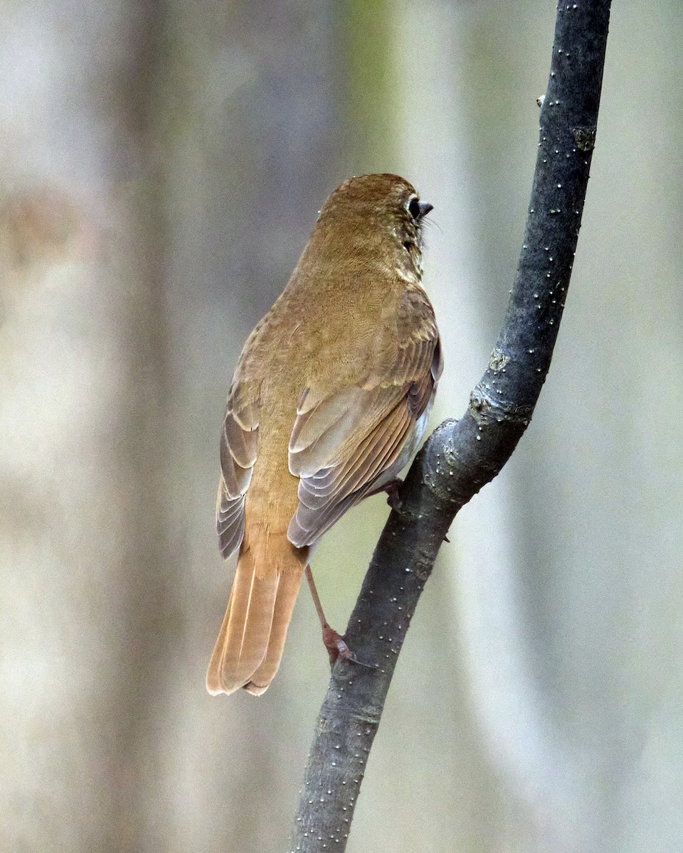 Hermit Thrush - Jo Li