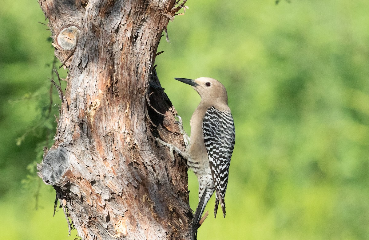 Gila Woodpecker - Nick Pulcinella