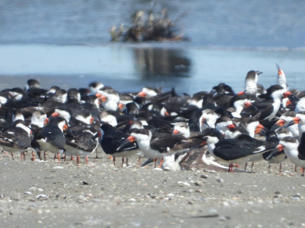 Black Skimmer - Rodney Macready