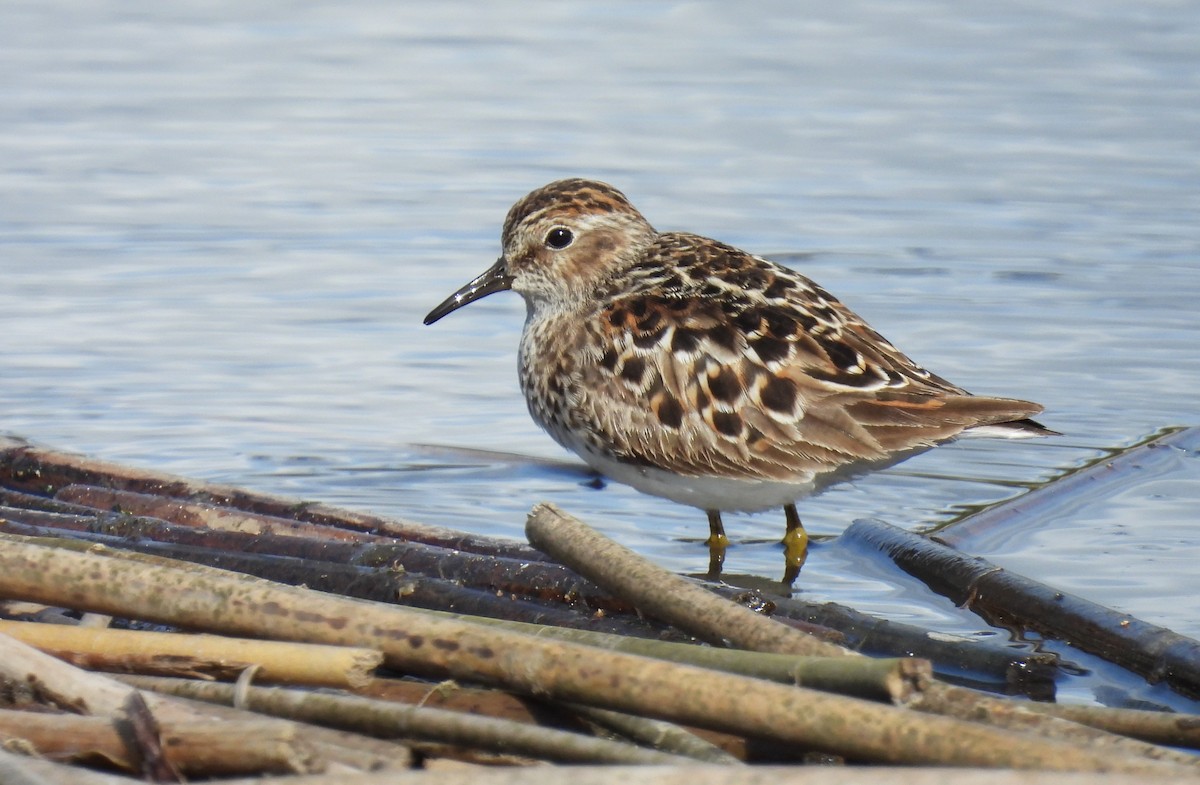 Least Sandpiper - Scott Thomson