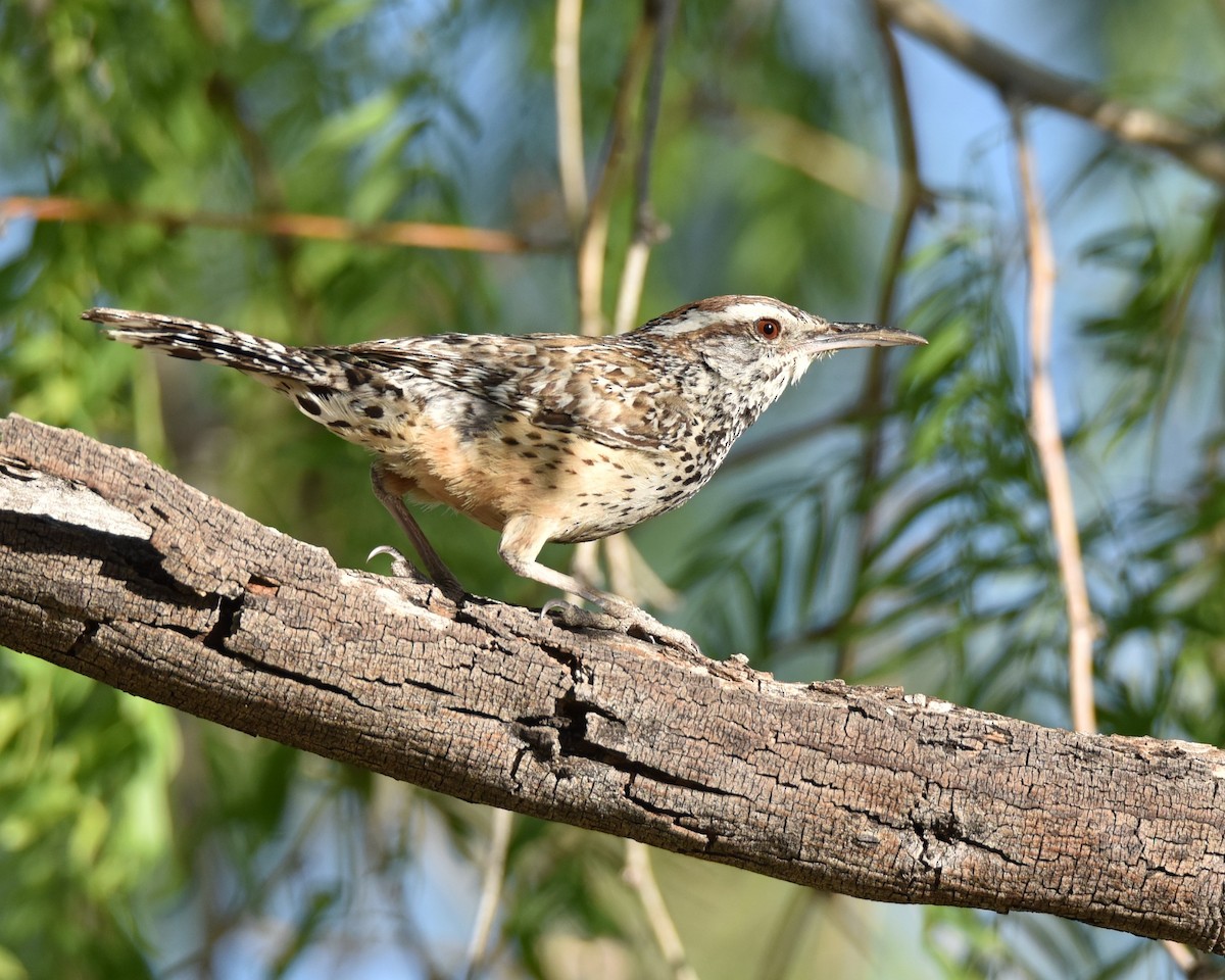 Cactus Wren - Lynn Kohler