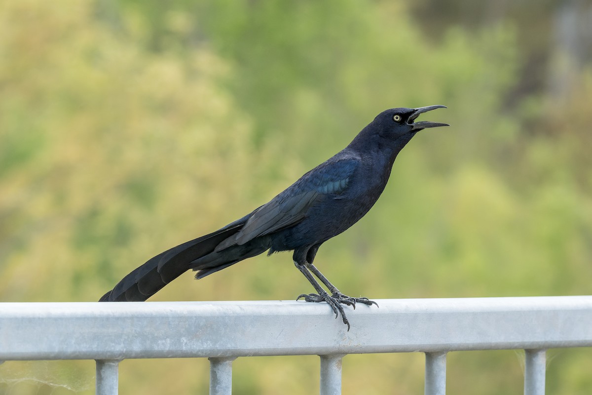 Great-tailed Grackle - ML618251393