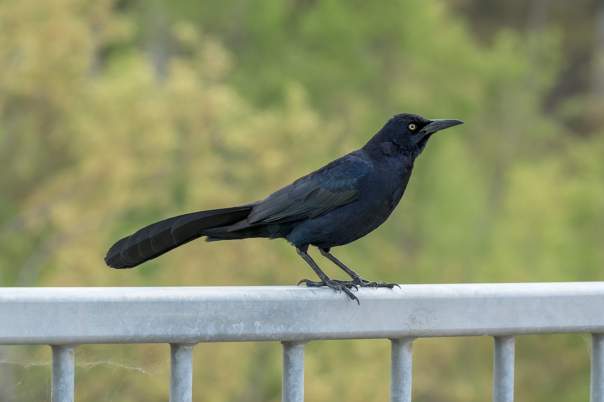 Great-tailed Grackle - ML618251394