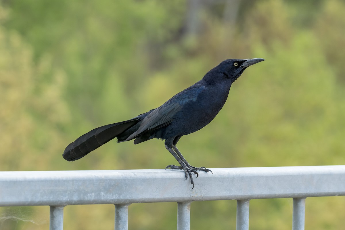 Great-tailed Grackle - Ruslan Balagansky