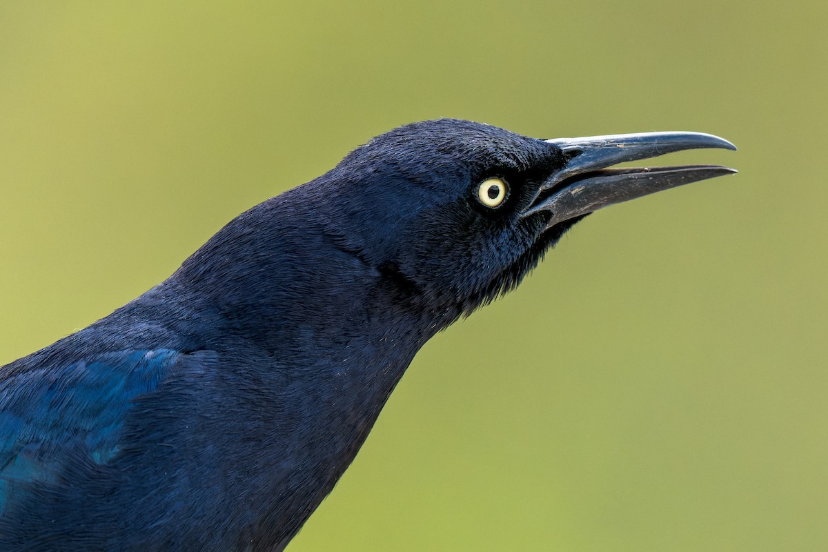 Great-tailed Grackle - ML618251396