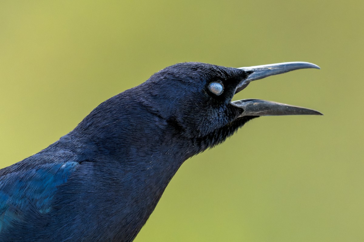 Great-tailed Grackle - ML618251397