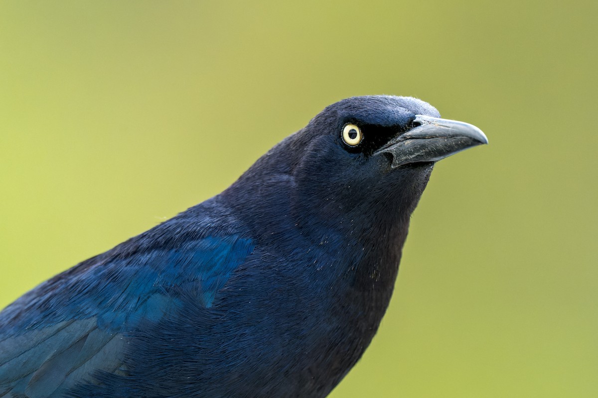 Great-tailed Grackle - ML618251398