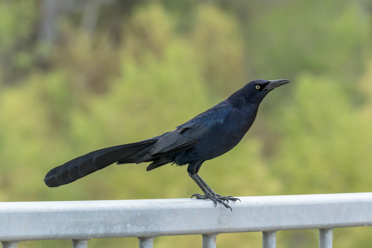 Great-tailed Grackle - ML618251399