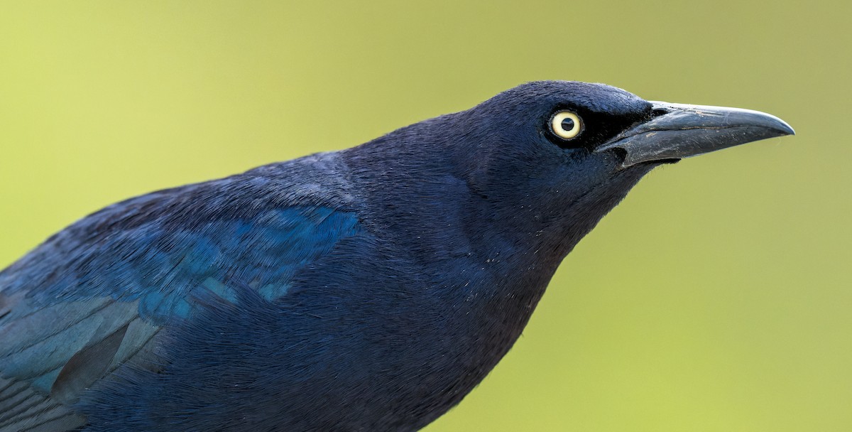 Great-tailed Grackle - ML618251400