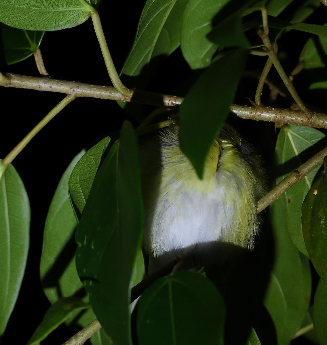 Sulphur-rumped Flycatcher - ML618251405