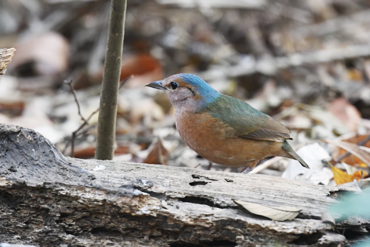 Blue-rumped Pitta - Nathan  Ruser