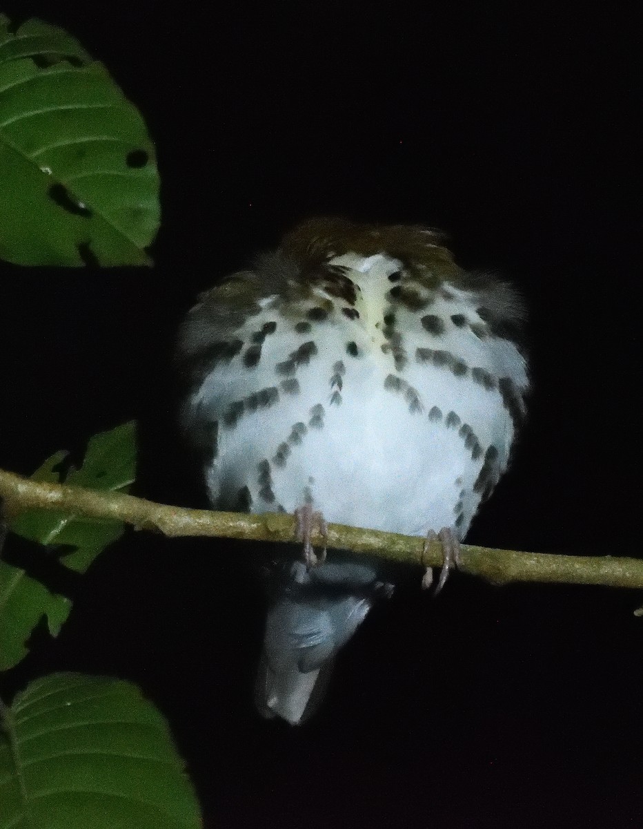 Wood Thrush - ML618251421