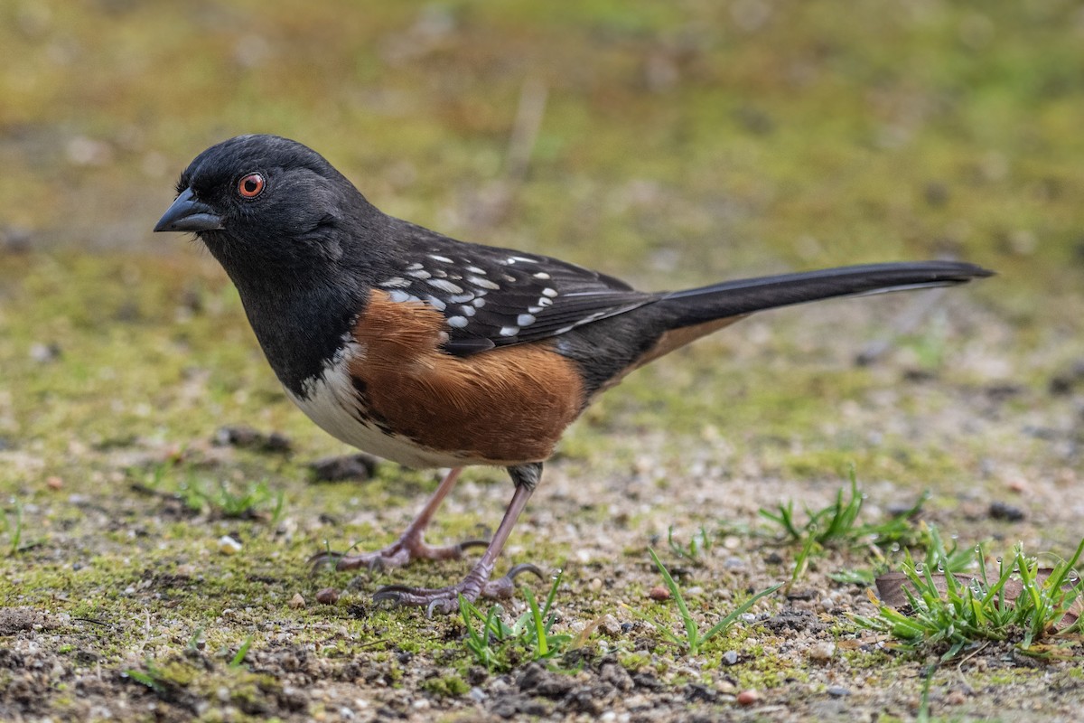 Spotted Towhee - ML618251424