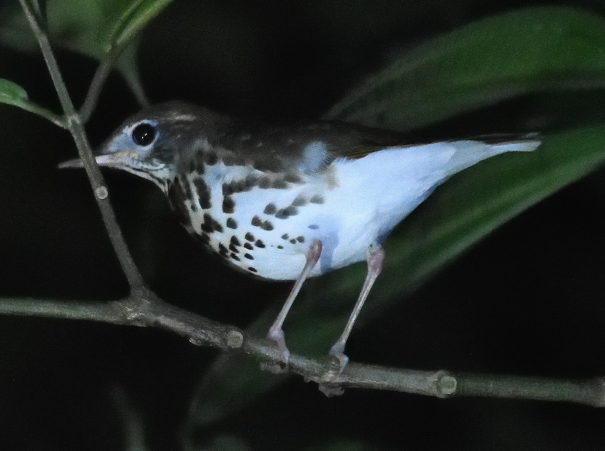 Wood Thrush - ML618251429