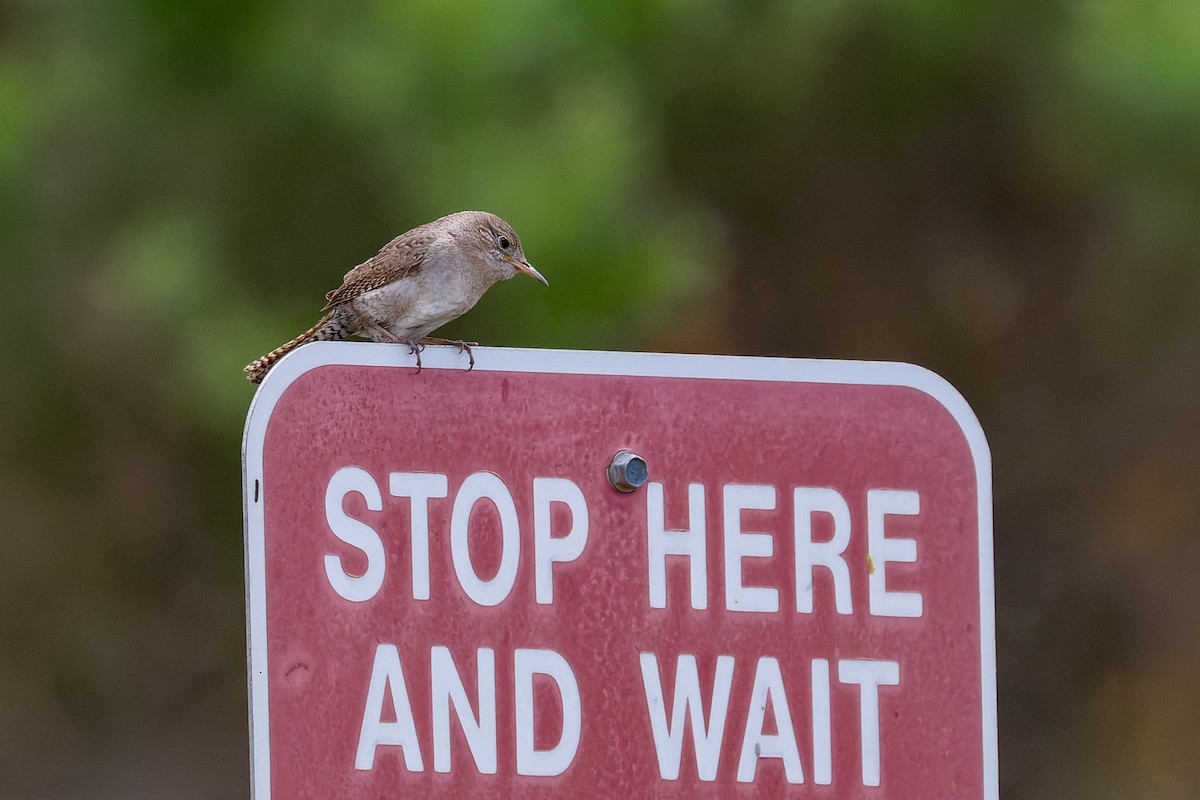 House Wren - ML618251431