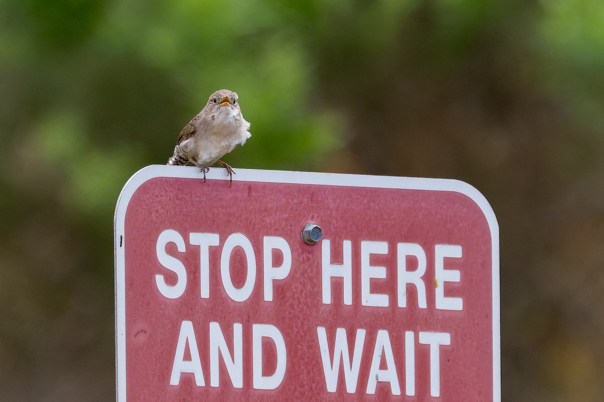 House Wren - ML618251432