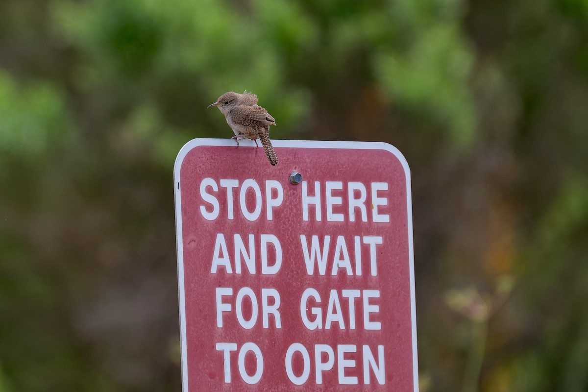 House Wren - ML618251433