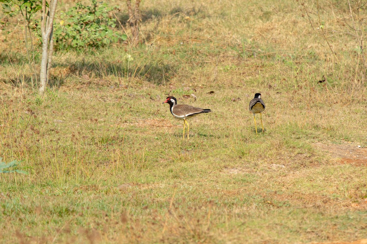 Red-wattled Lapwing - ML618251451