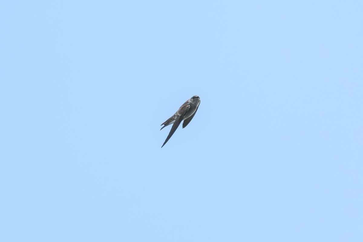 Northern Rough-winged Swallow - ML618251475