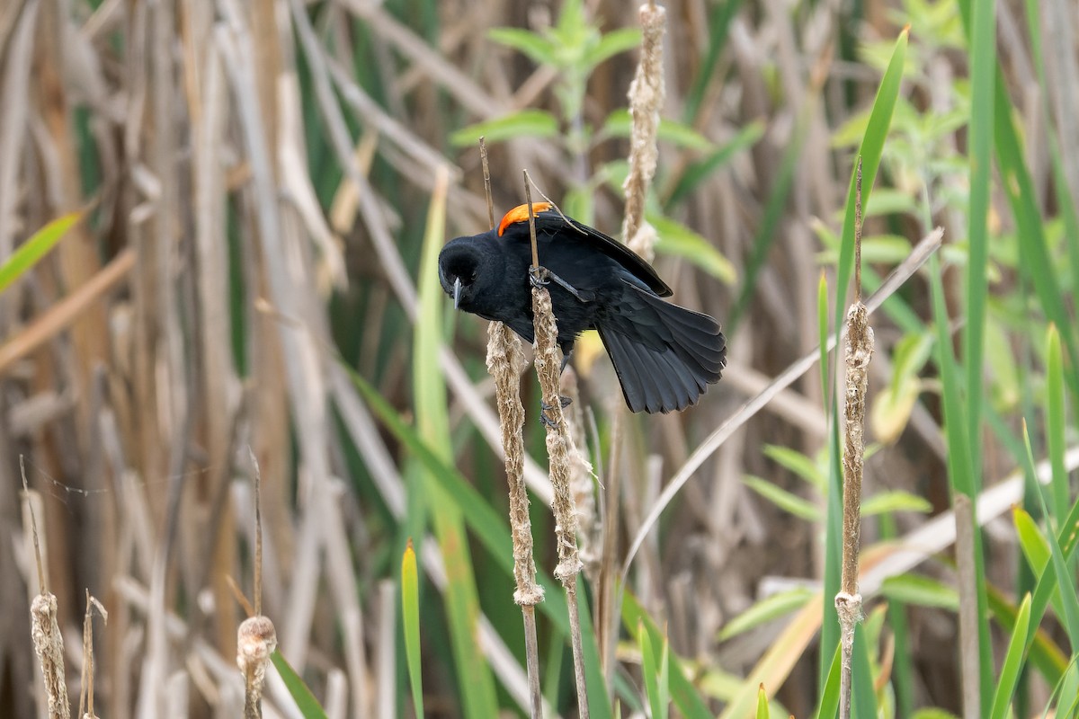 Red-winged Blackbird - ML618251488