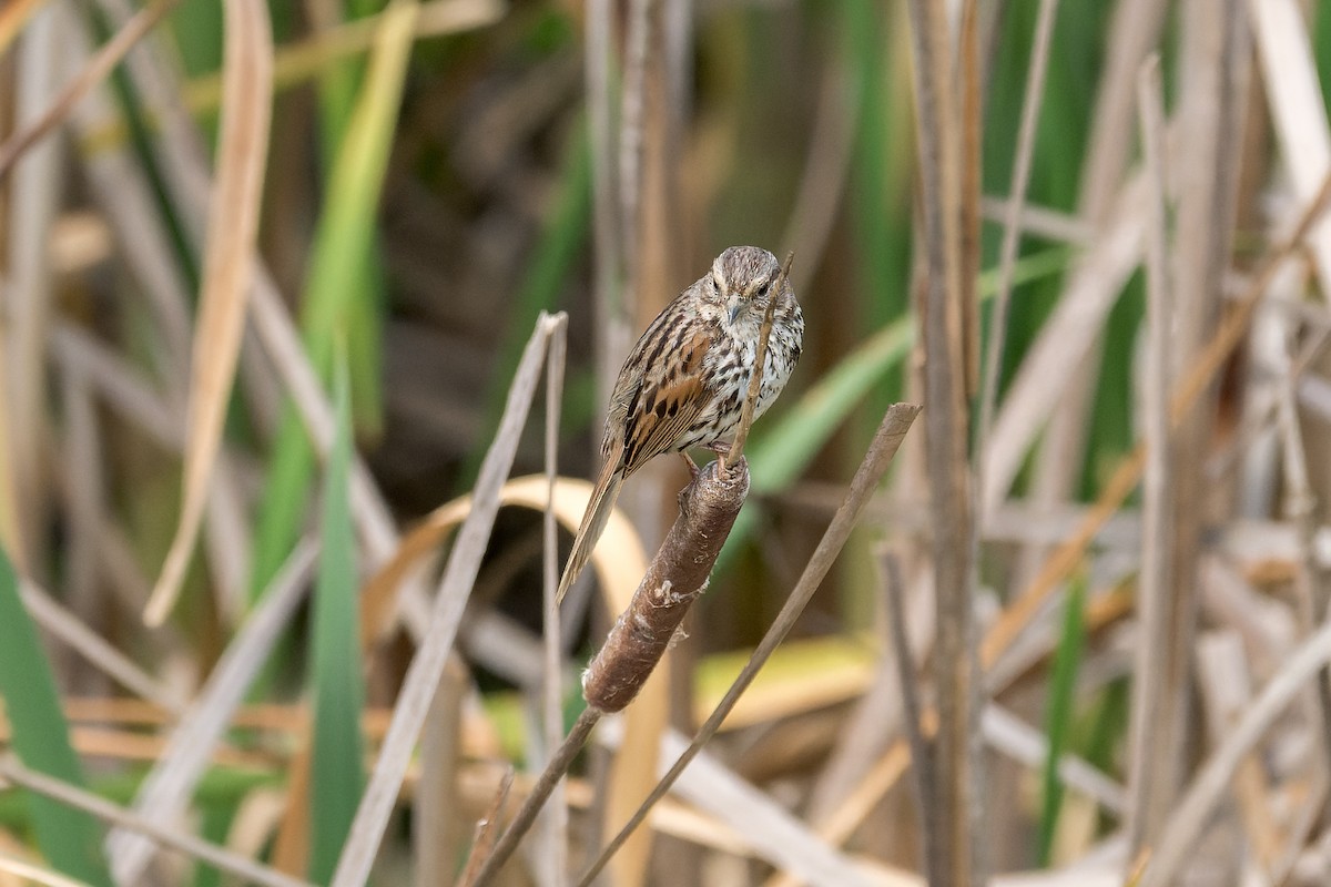 Song Sparrow - ML618251492