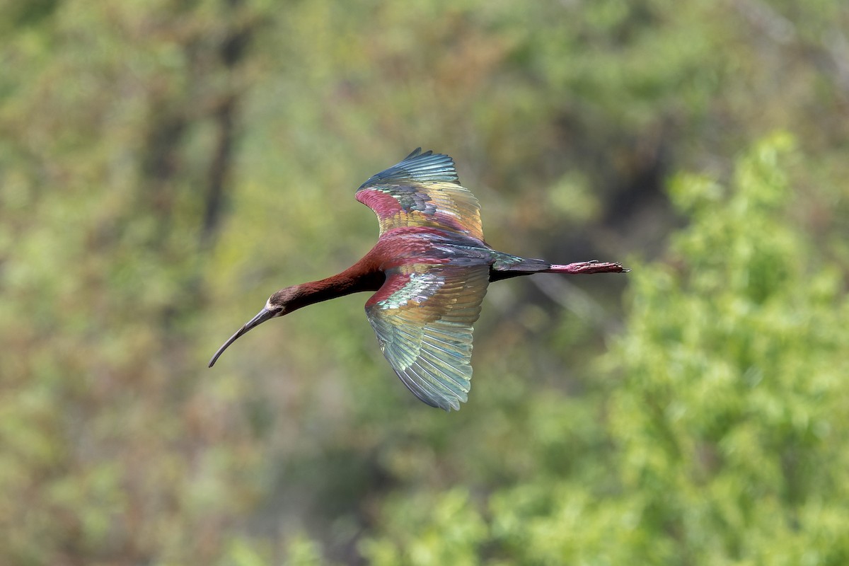 White-faced Ibis - ML618251526