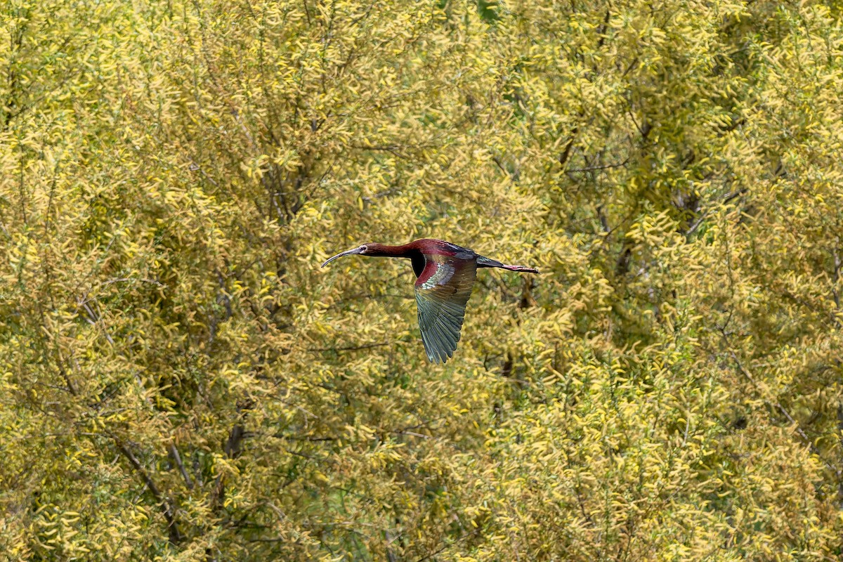 White-faced Ibis - ML618251527