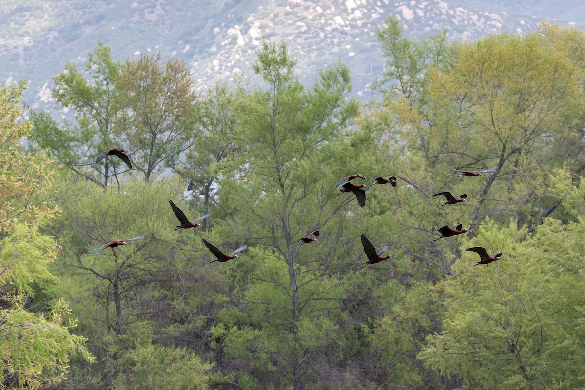 White-faced Ibis - ML618251530