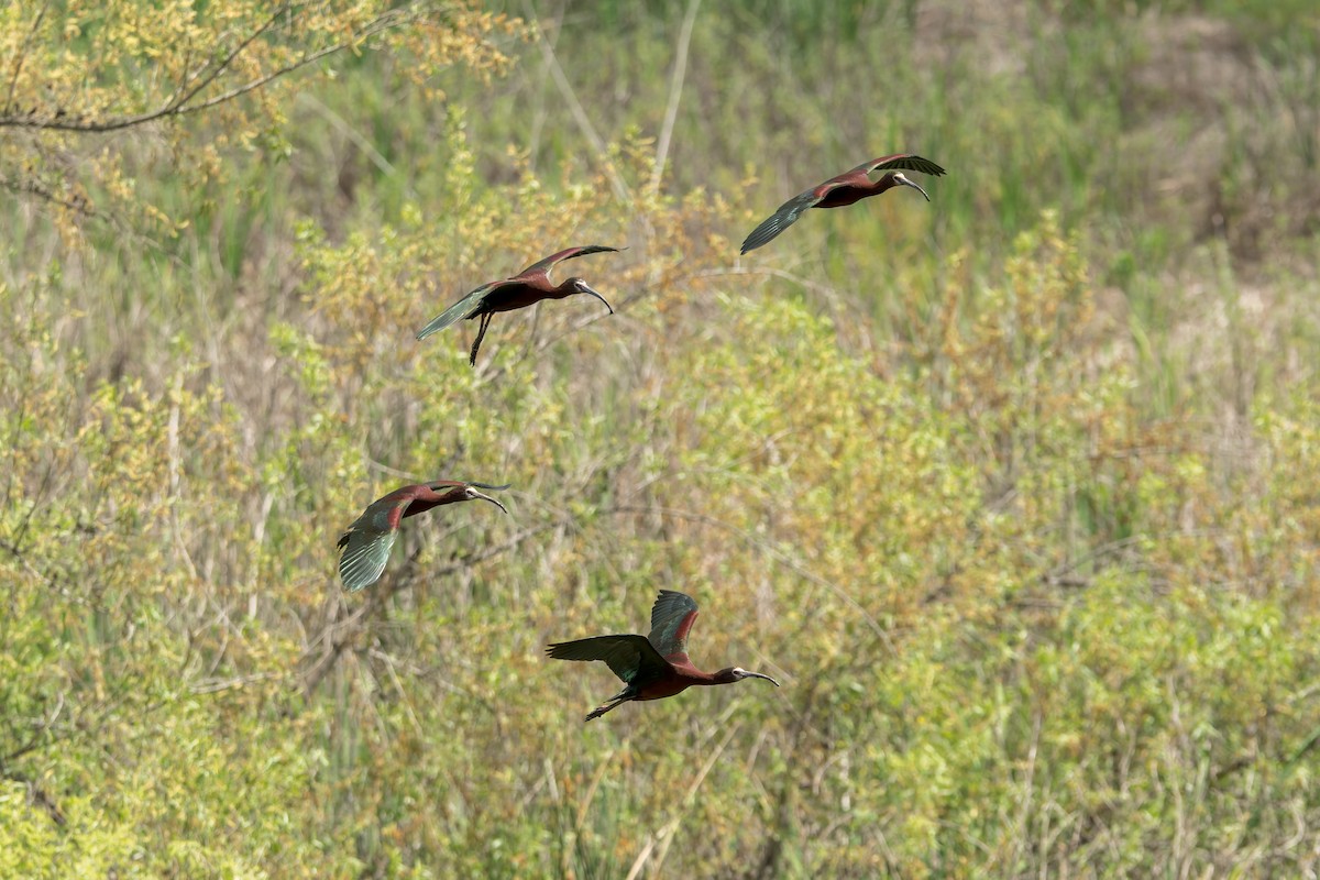 White-faced Ibis - ML618251531